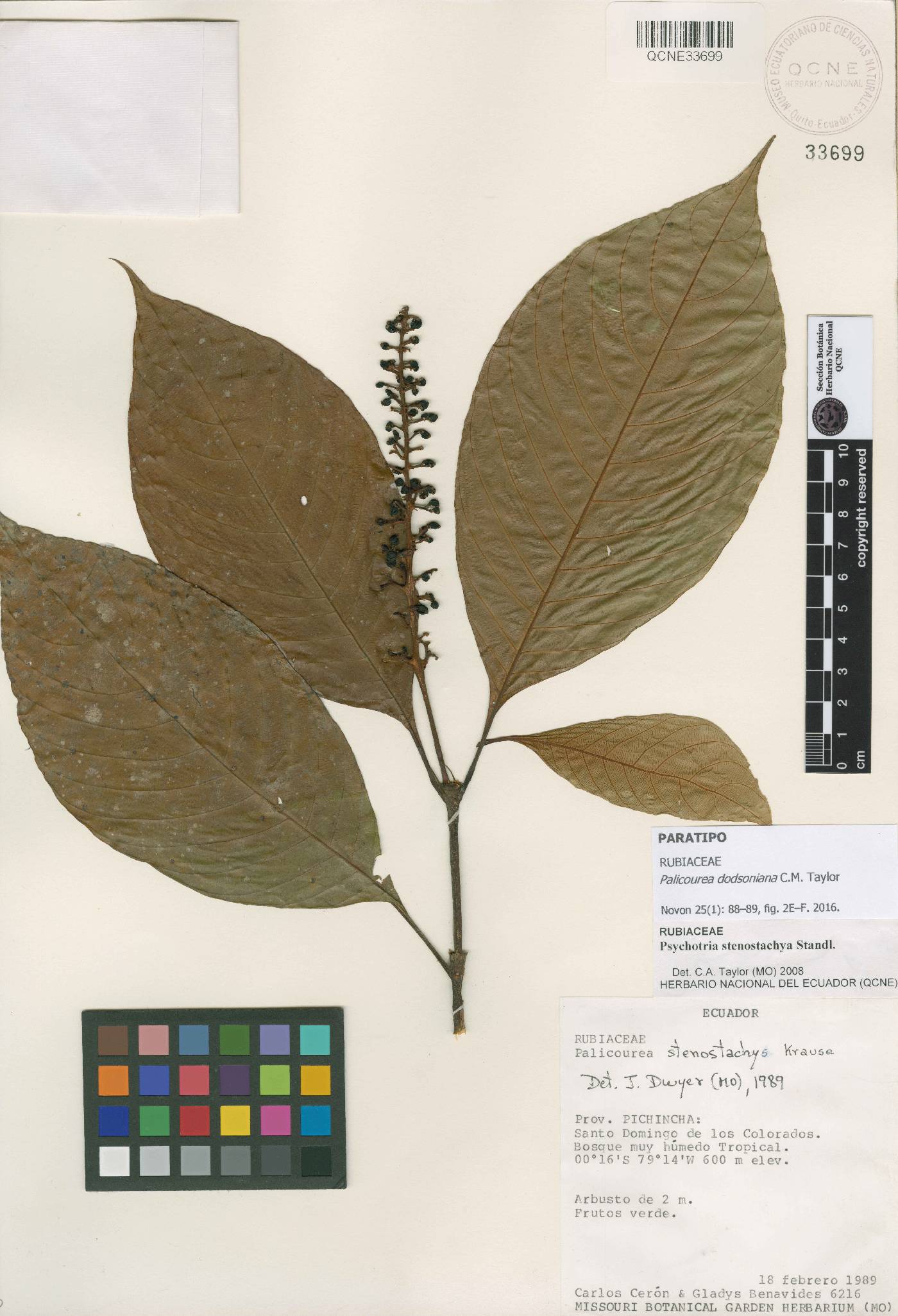 Palicourea dodsoniana image