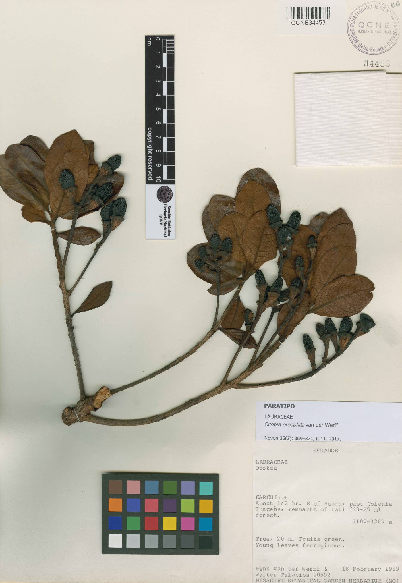 Ocotea oreophila image