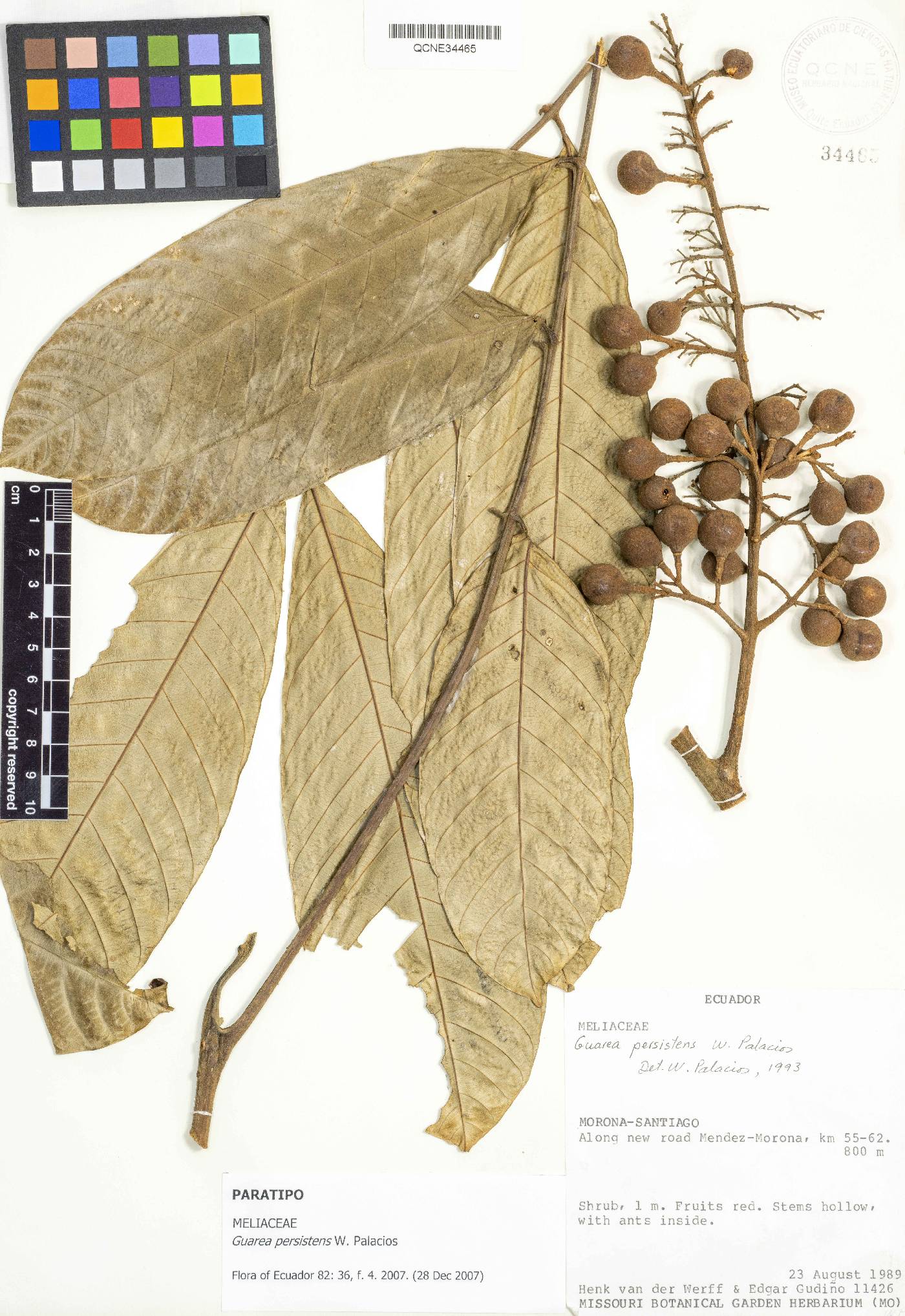 Guarea persistens image