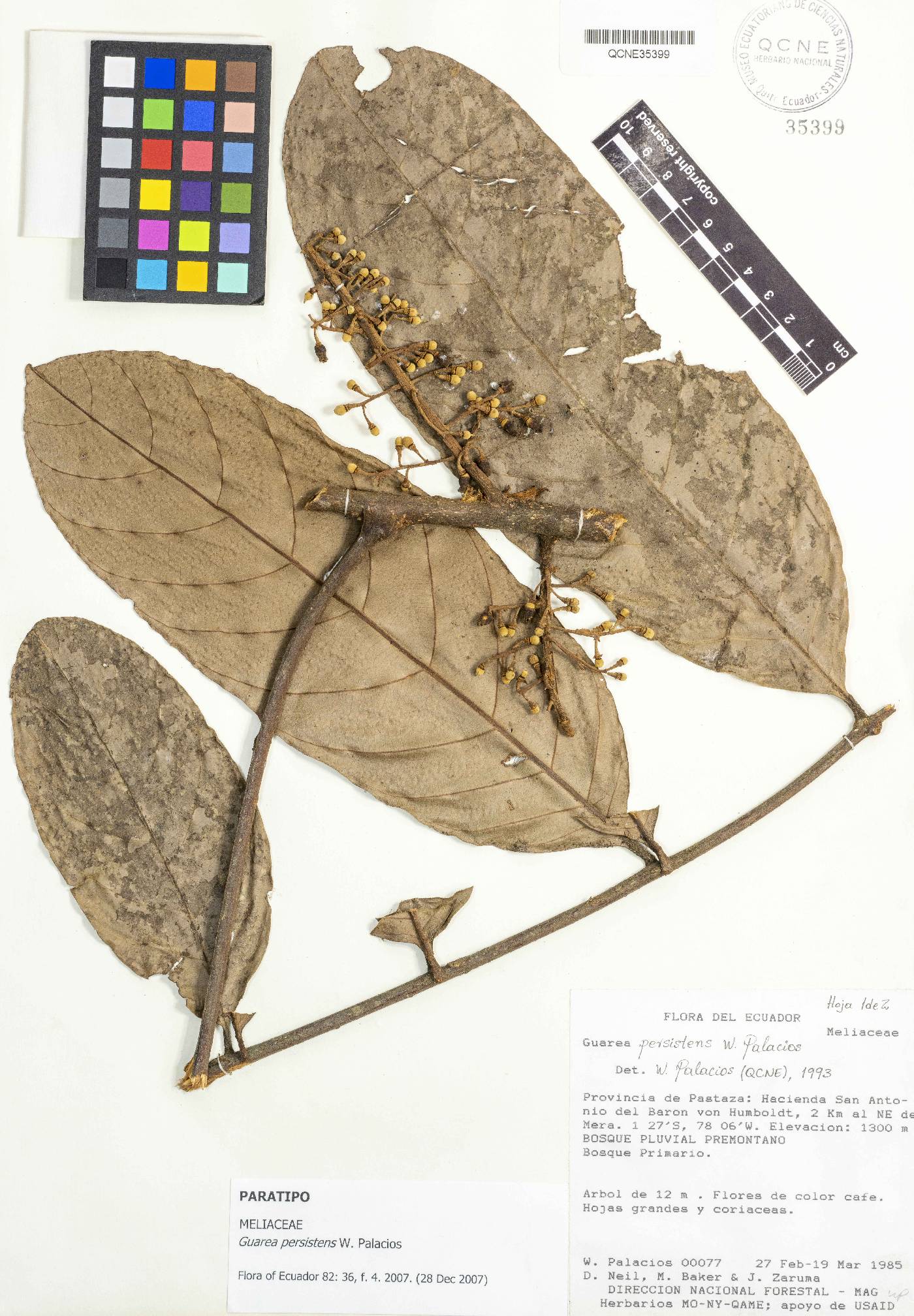 Guarea persistens image