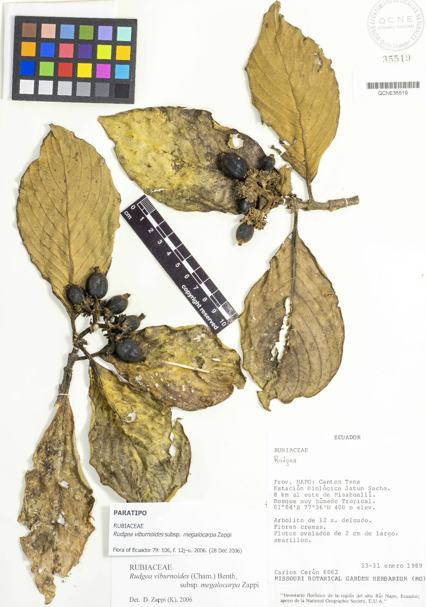 Rudgea viburnoides image