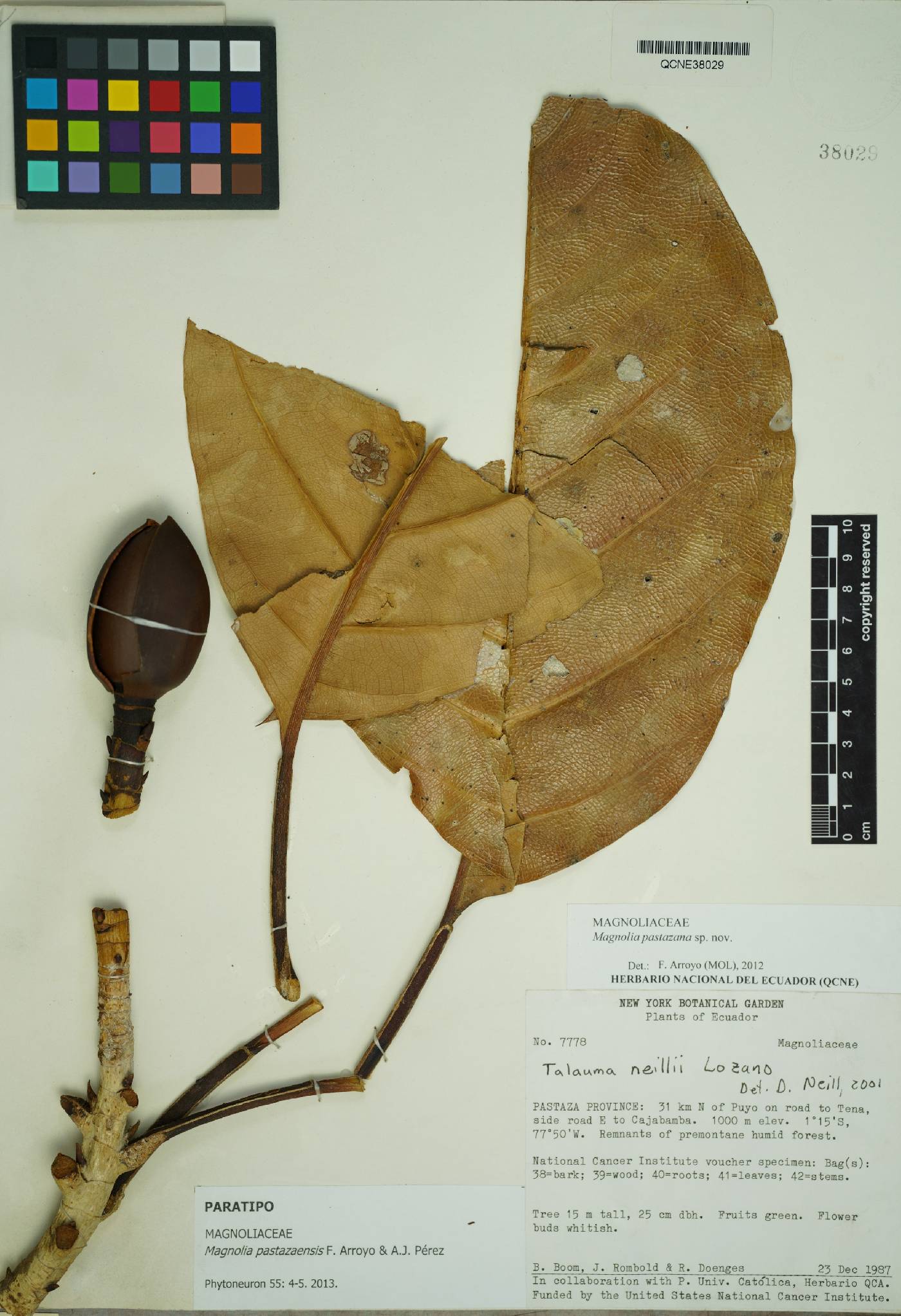 Magnolia pastazaensis image
