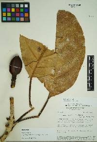 Image of Magnolia pastazaensis