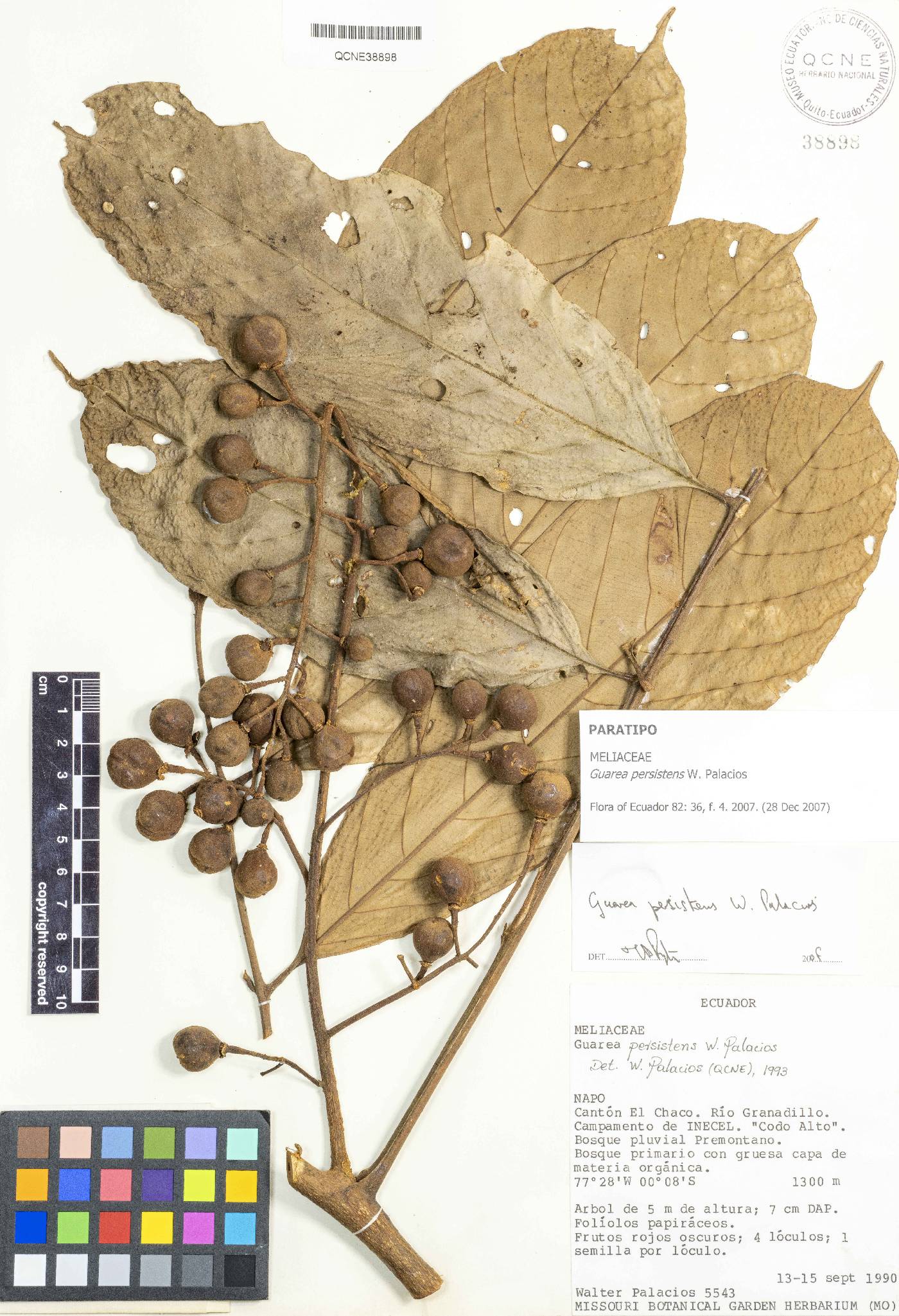 Guarea persistens image