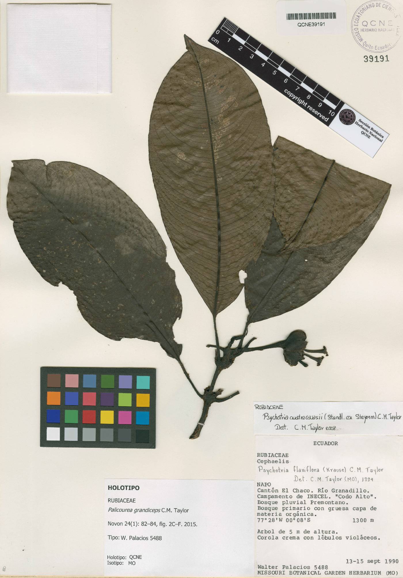 Palicourea grandiceps image