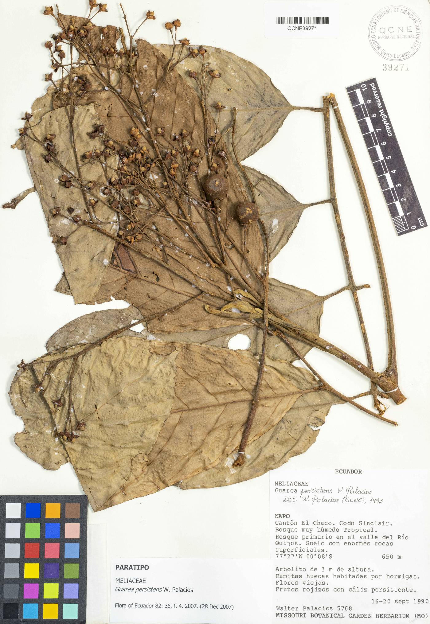 Guarea persistens image