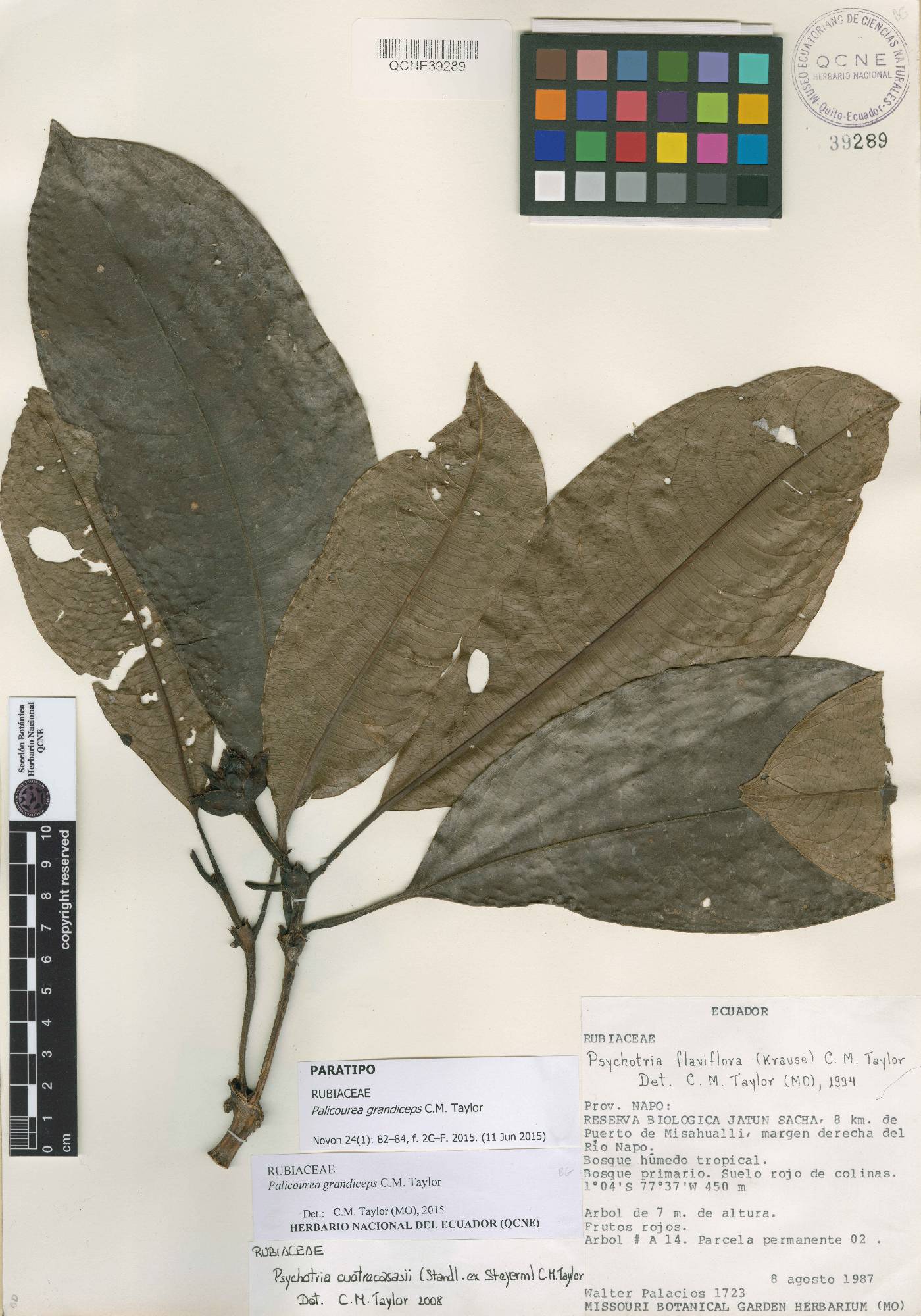 Palicourea grandiceps image