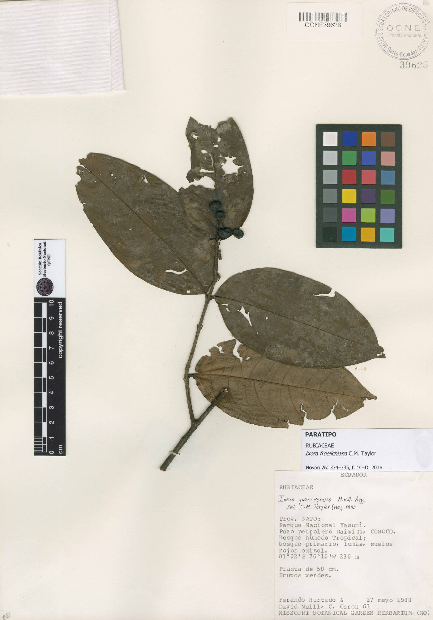 Ixora froelichiana image