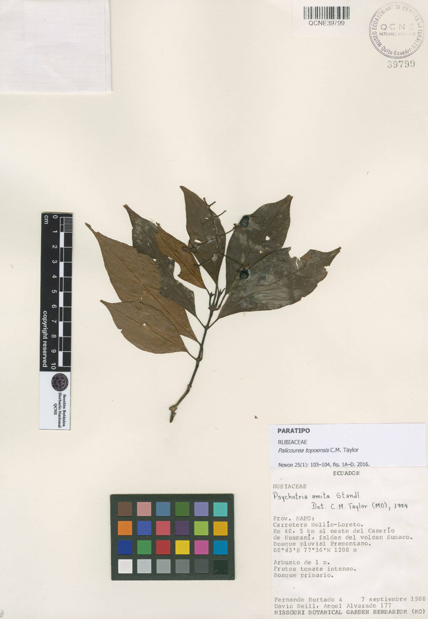 Palicourea topoensis image