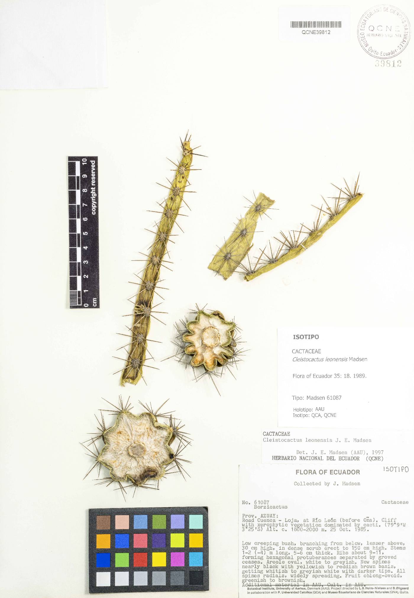 Cleistocactus leonensis image