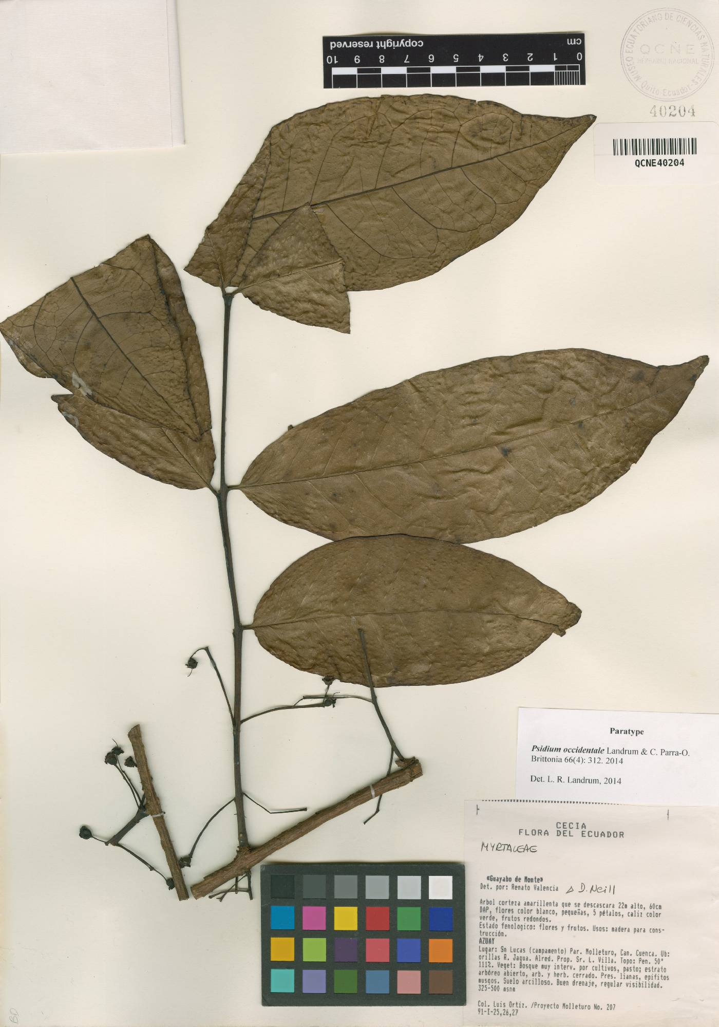 Psidium occidentale image