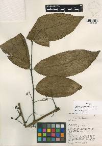 Psidium occidentale image