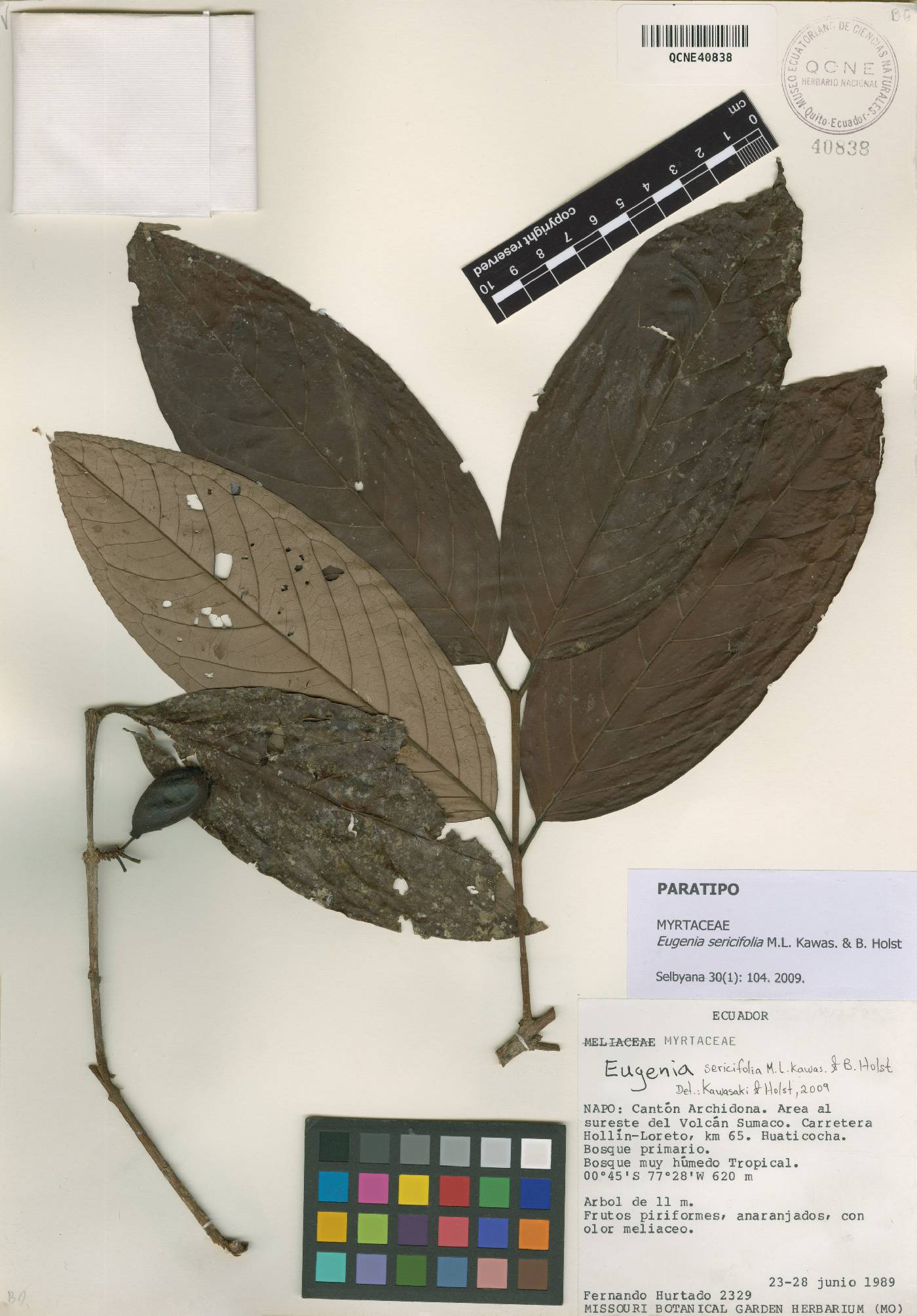 Eugenia sericifolia image