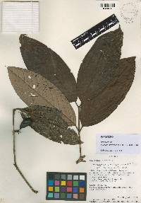 Image of Eugenia sericifolia