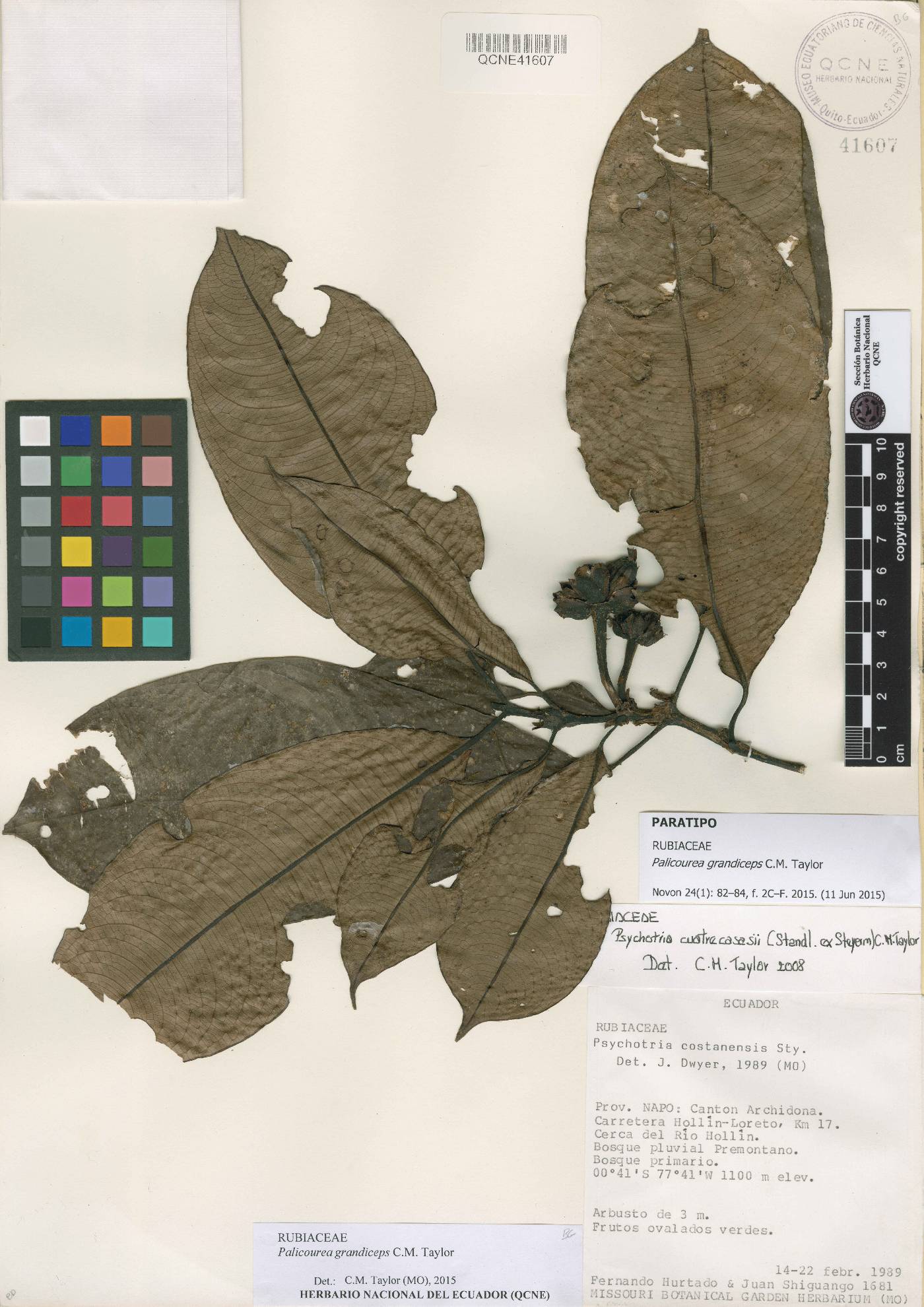 Palicourea grandiceps image