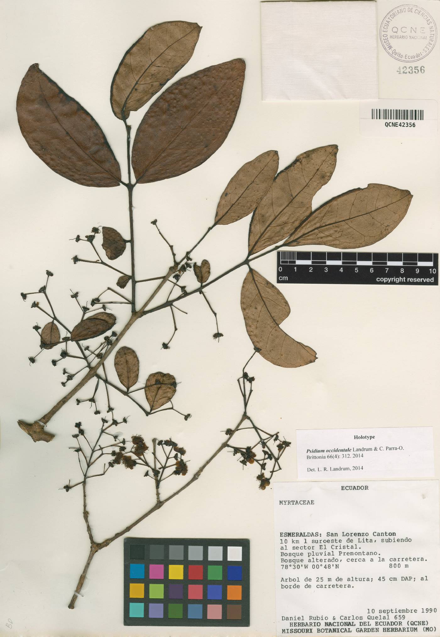 Psidium occidentale image