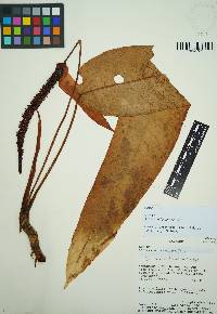Anthurium hannoniae image