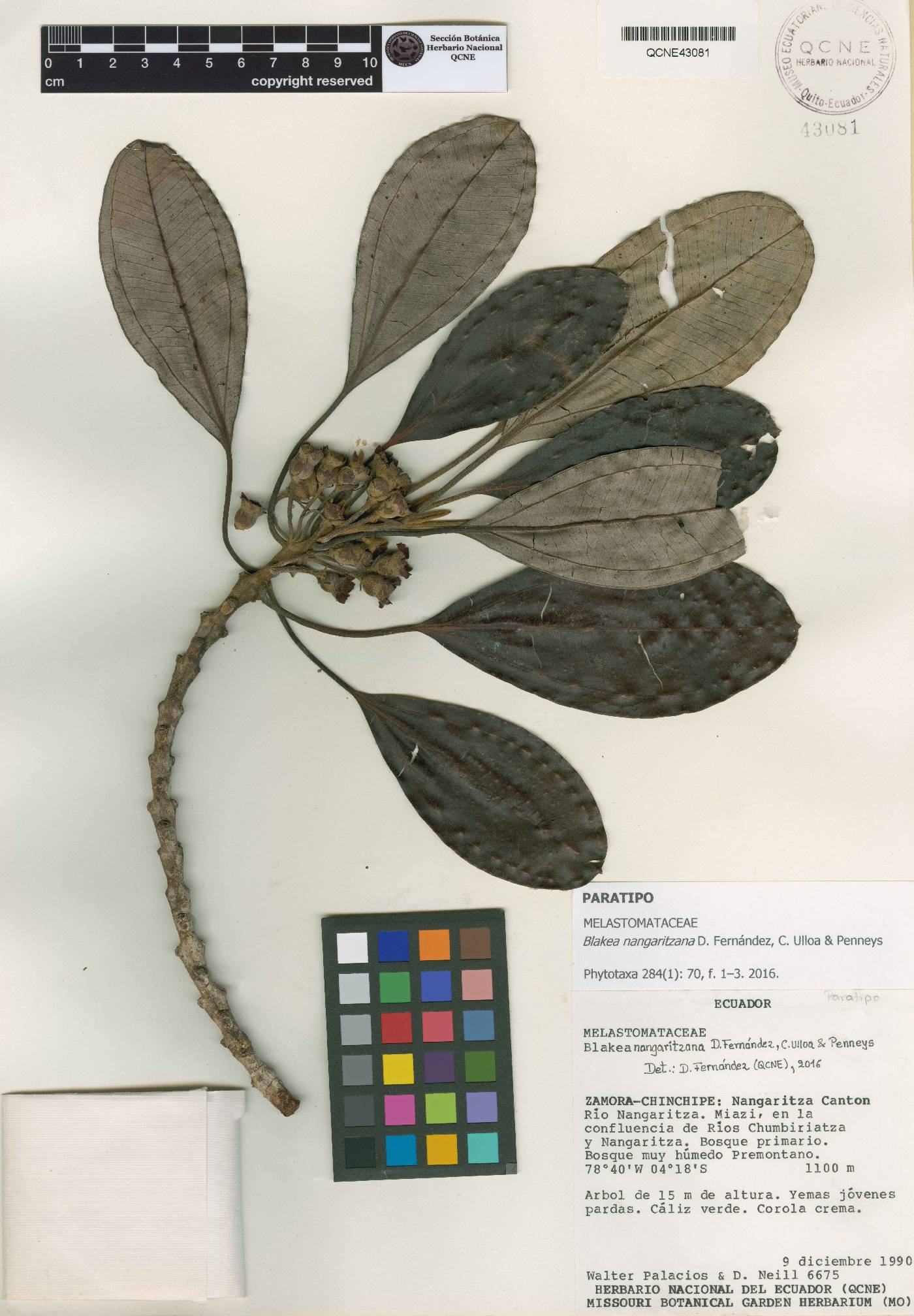 Blakea nangaritzana image