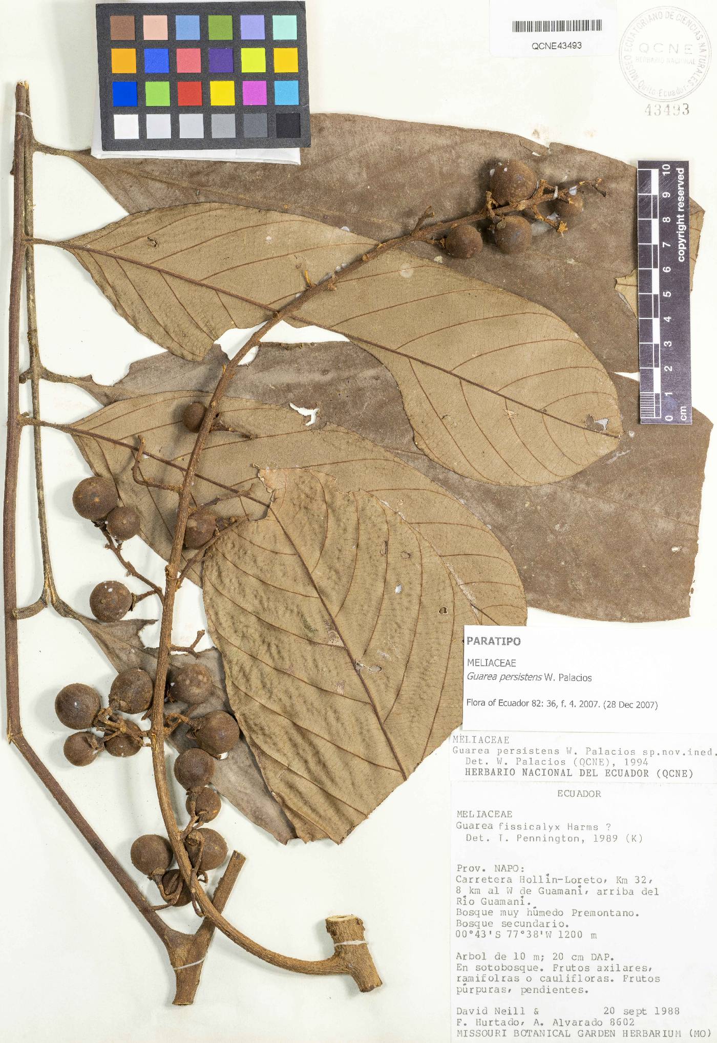 Guarea persistens image