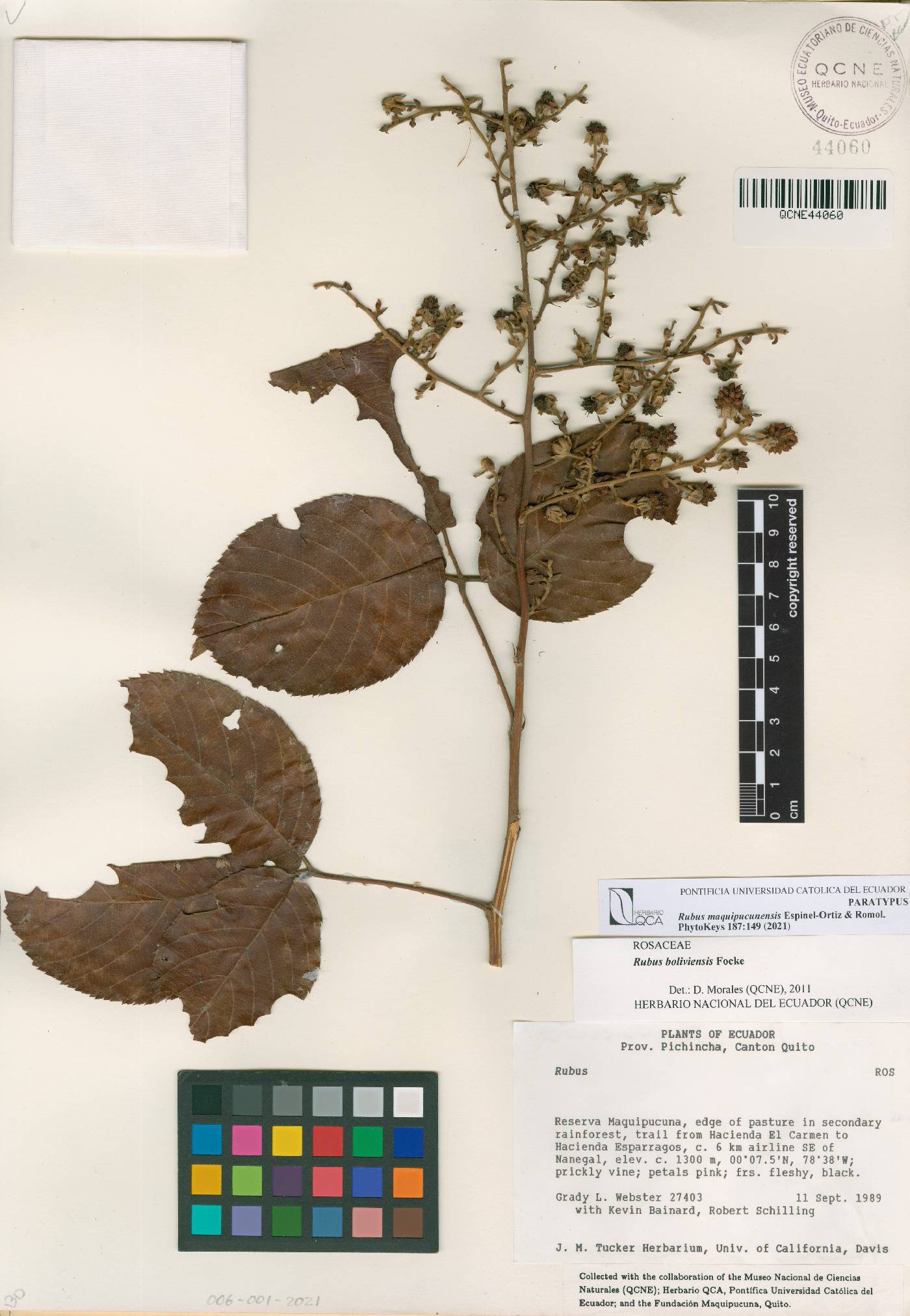 Rubus maquipucunensis image