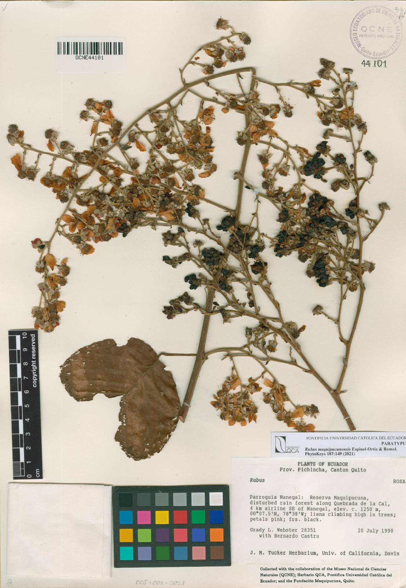 Rubus maquipucunensis image