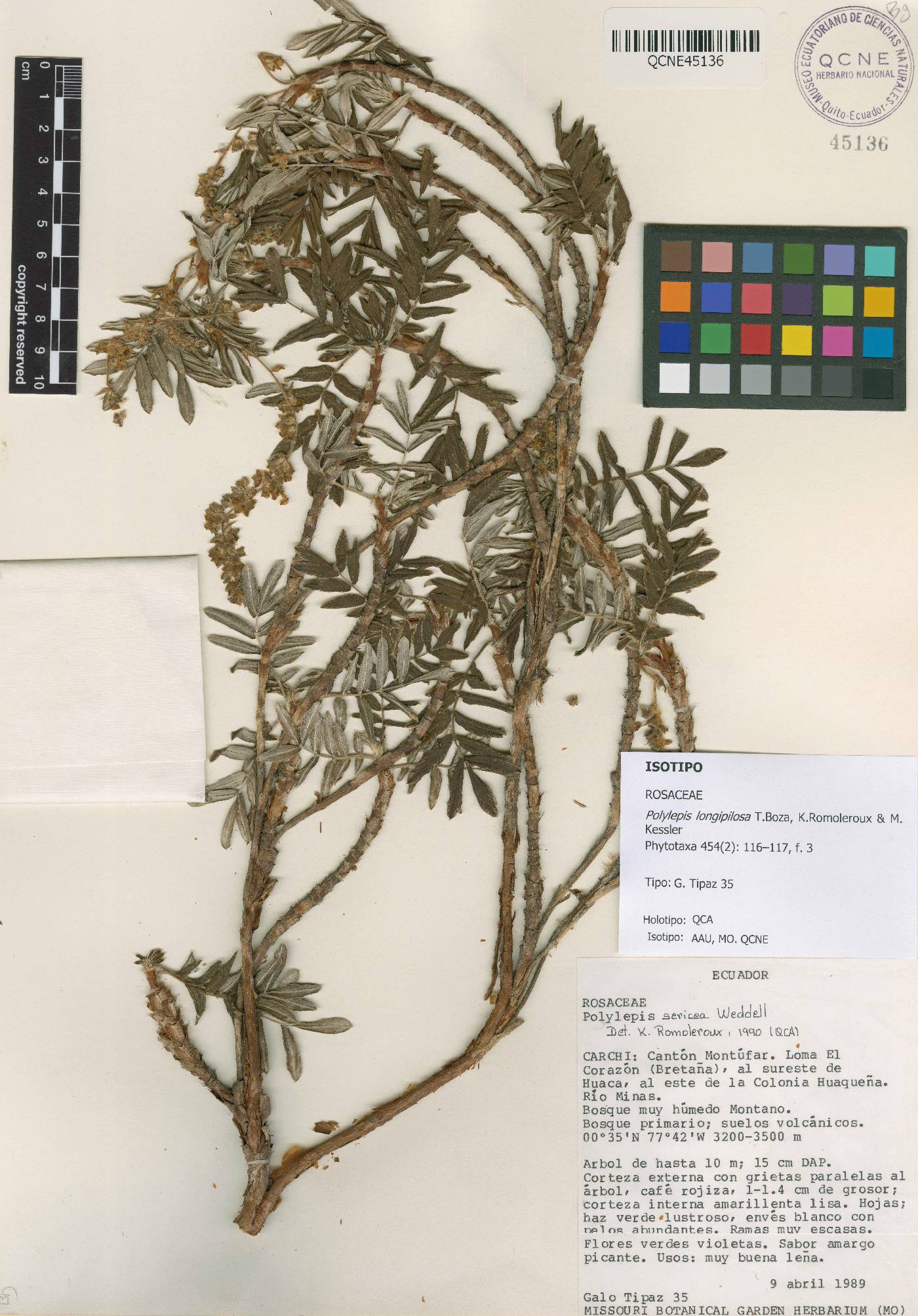 Polylepis longipilosa image