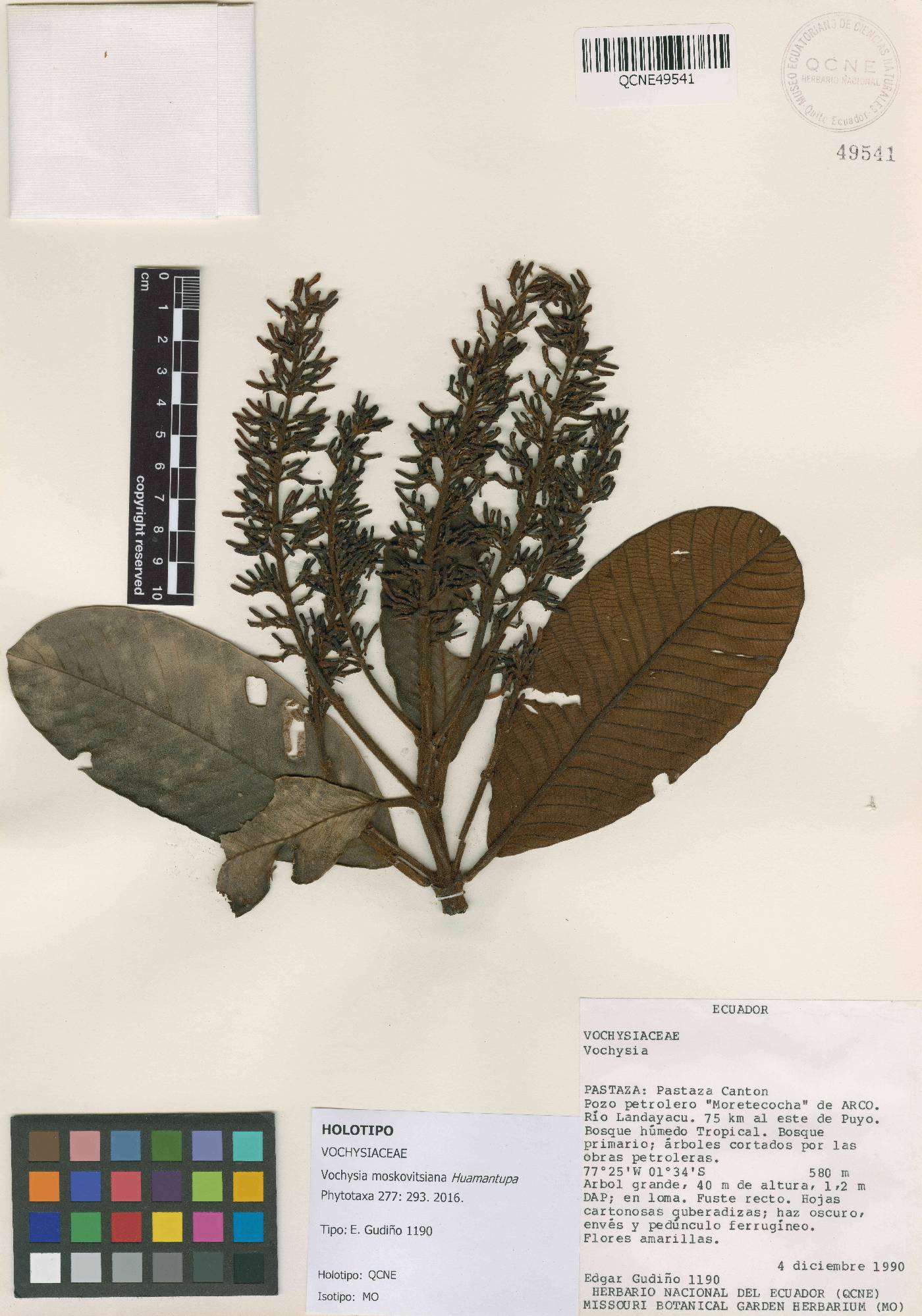 Vochysia moskovitsiana image