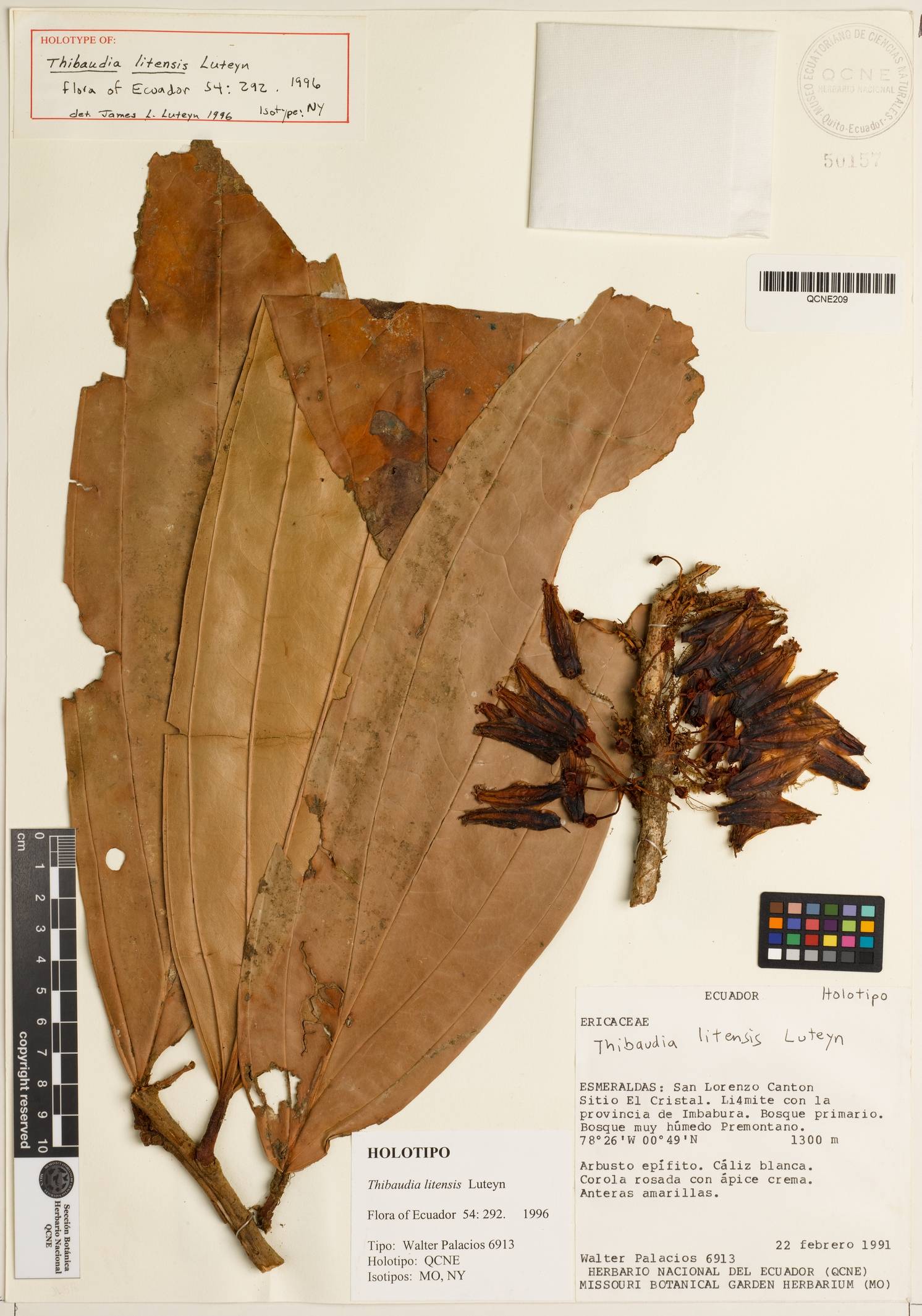 Thibaudia litensis image