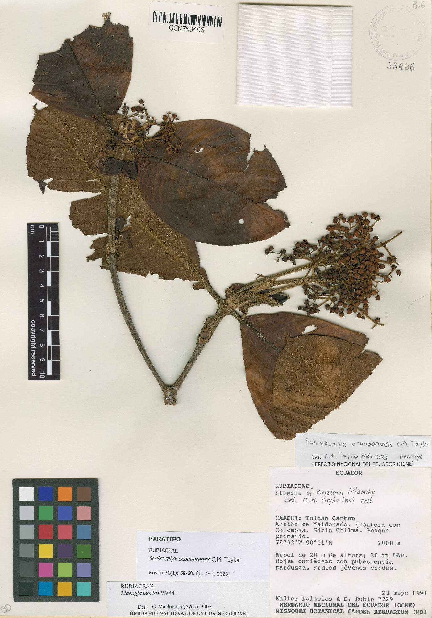 Schizocalyx ecuadorensis image