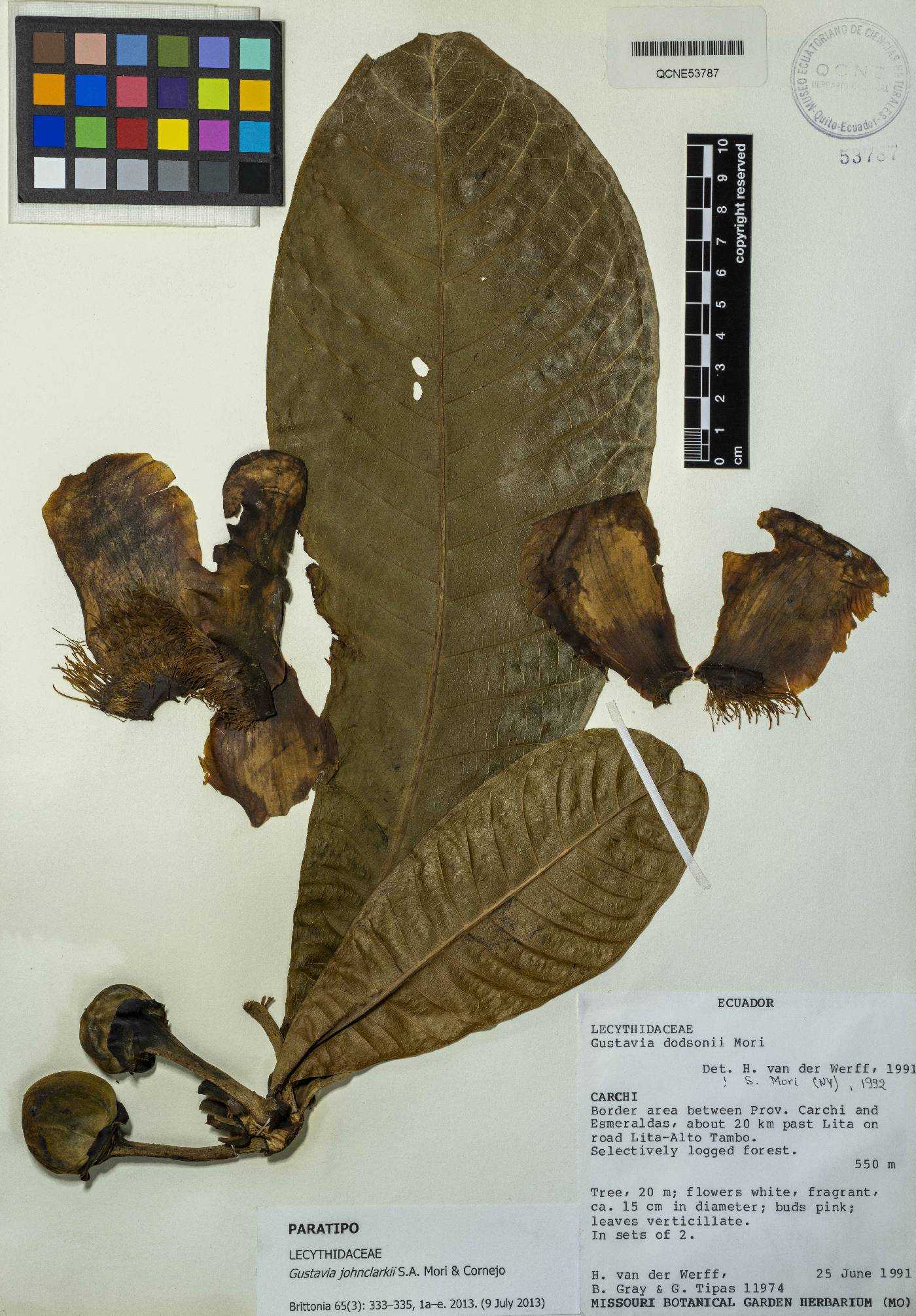 Gustavia johnclarkii image