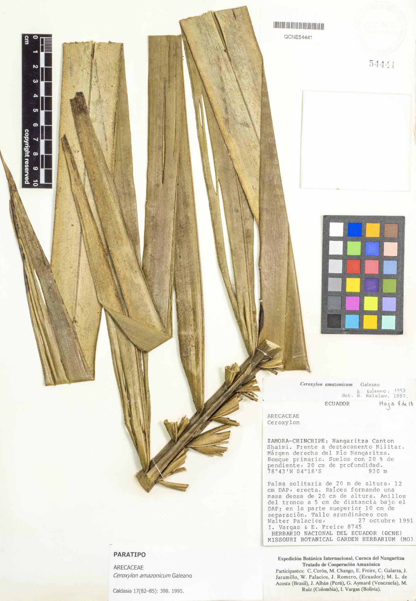 Ceroxylon amazonicum image