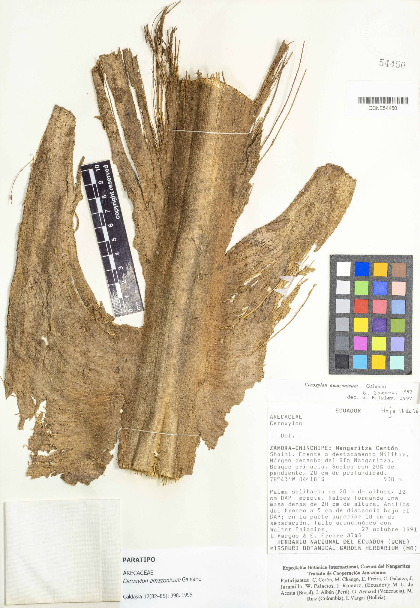 Ceroxylon amazonicum image