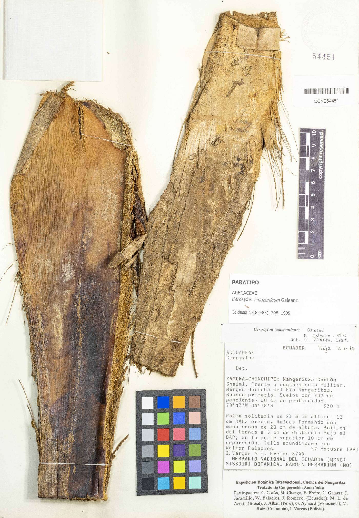 Ceroxylon amazonicum image