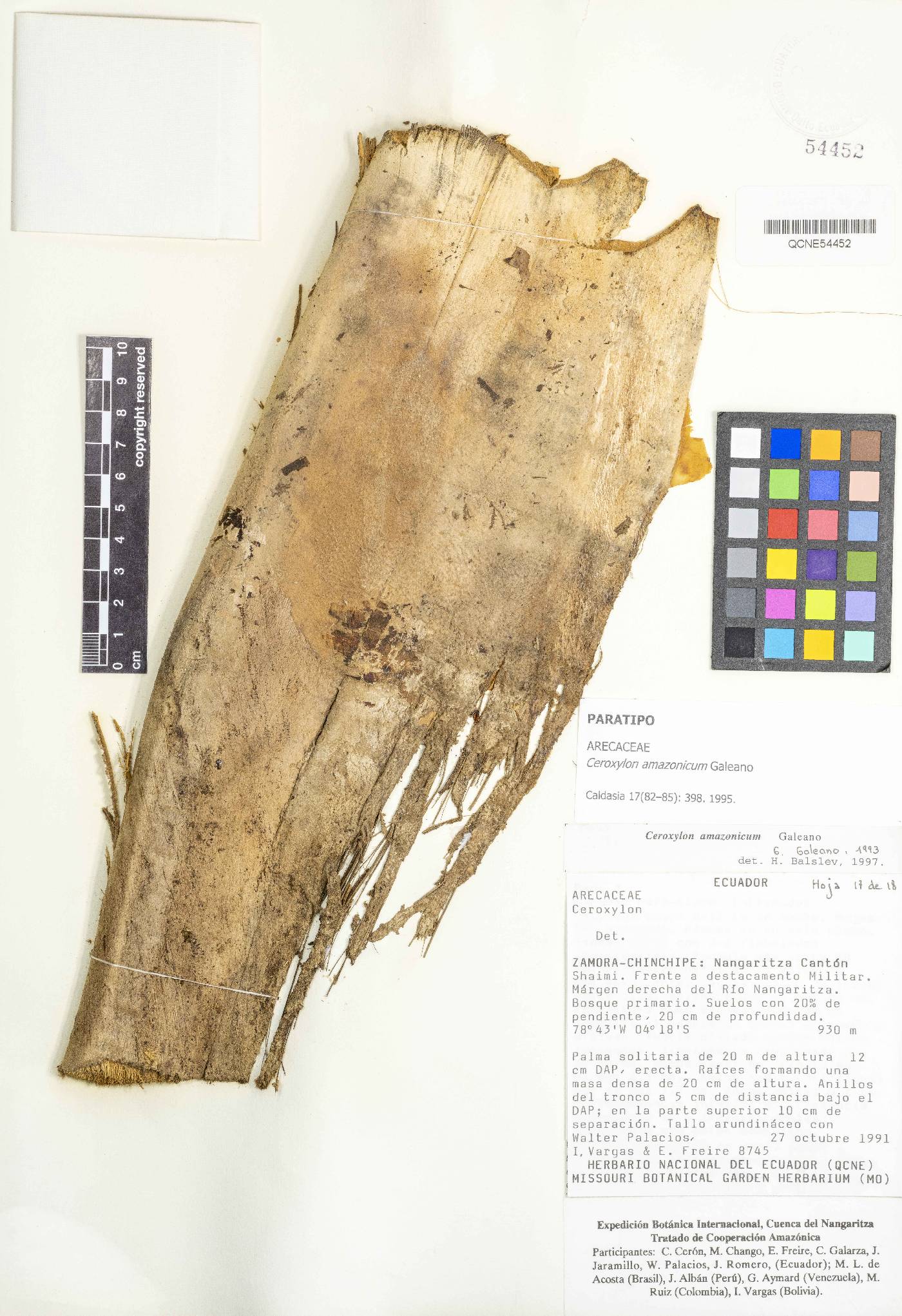 Ceroxylon amazonicum image