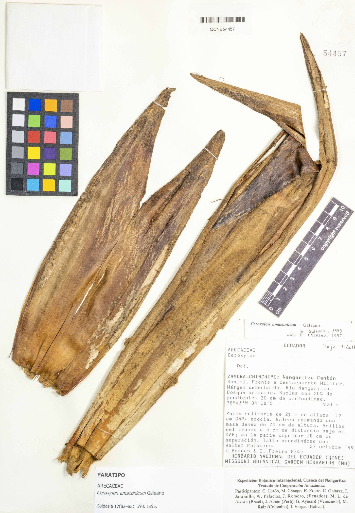 Ceroxylon amazonicum image