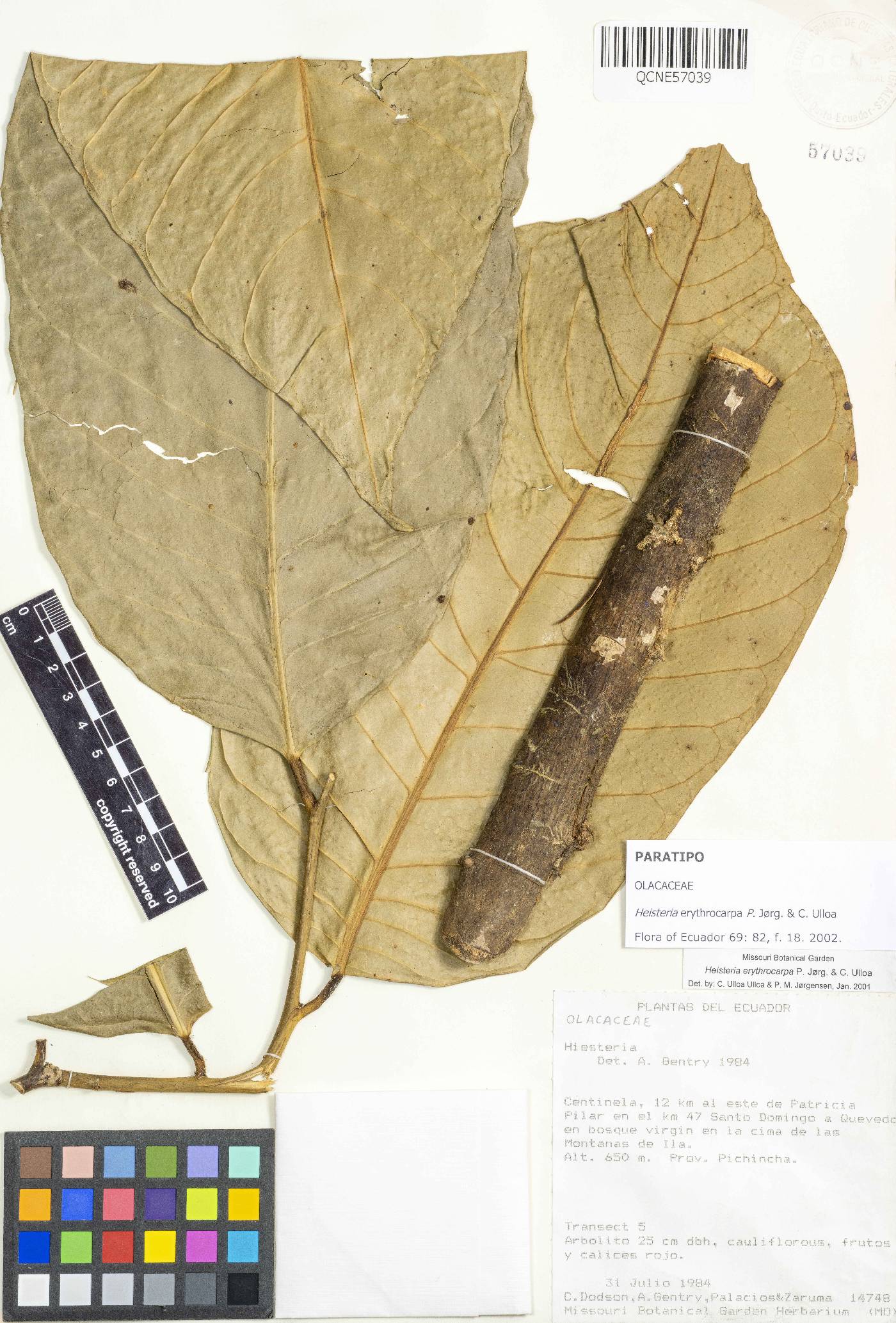 Heisteria erythrocarpa image