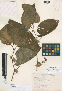 Begonia botryoides image