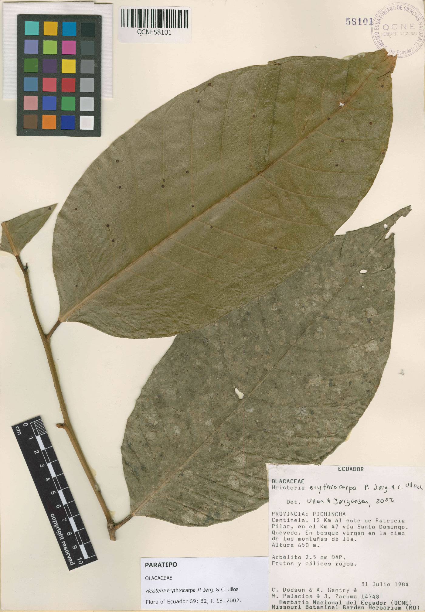 Heisteria erythrocarpa image