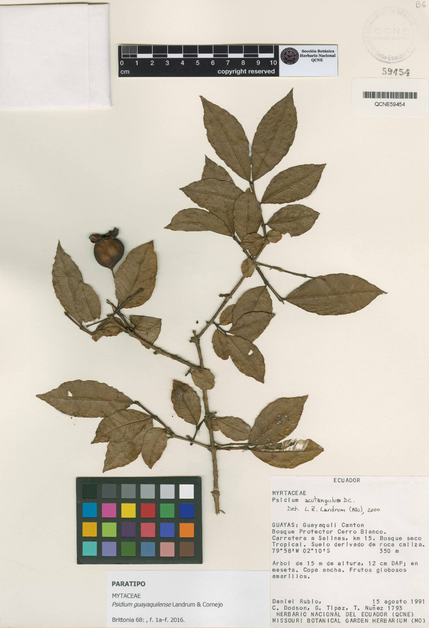 Psidium guayaquilense image