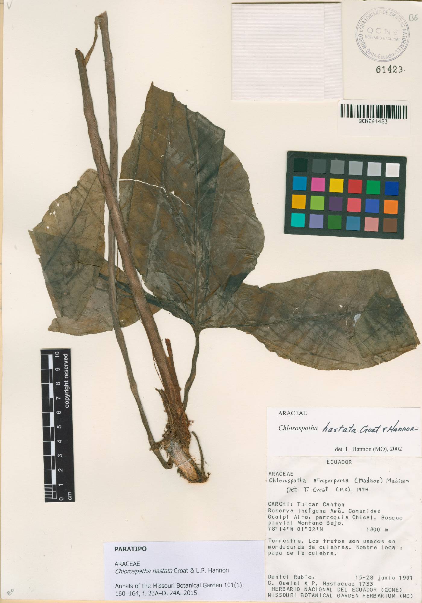 Chlorospatha hastata image