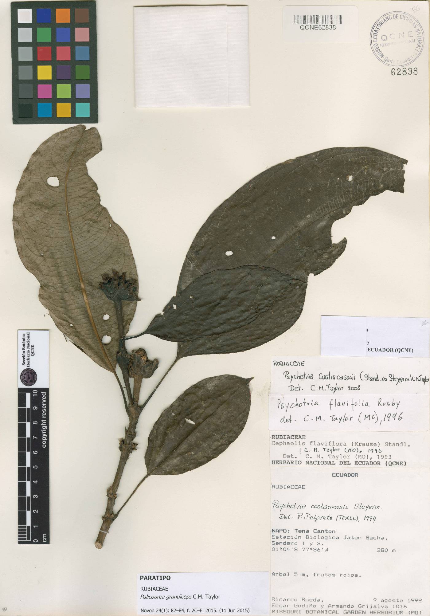 Palicourea grandiceps image