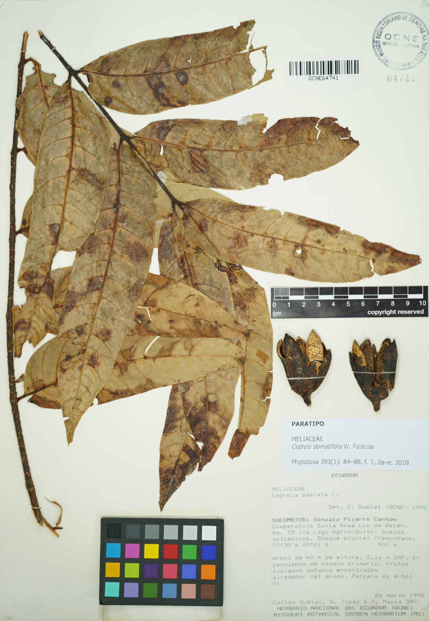Cedrela domatifolia image