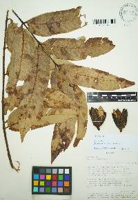 Cedrela domatifolia image