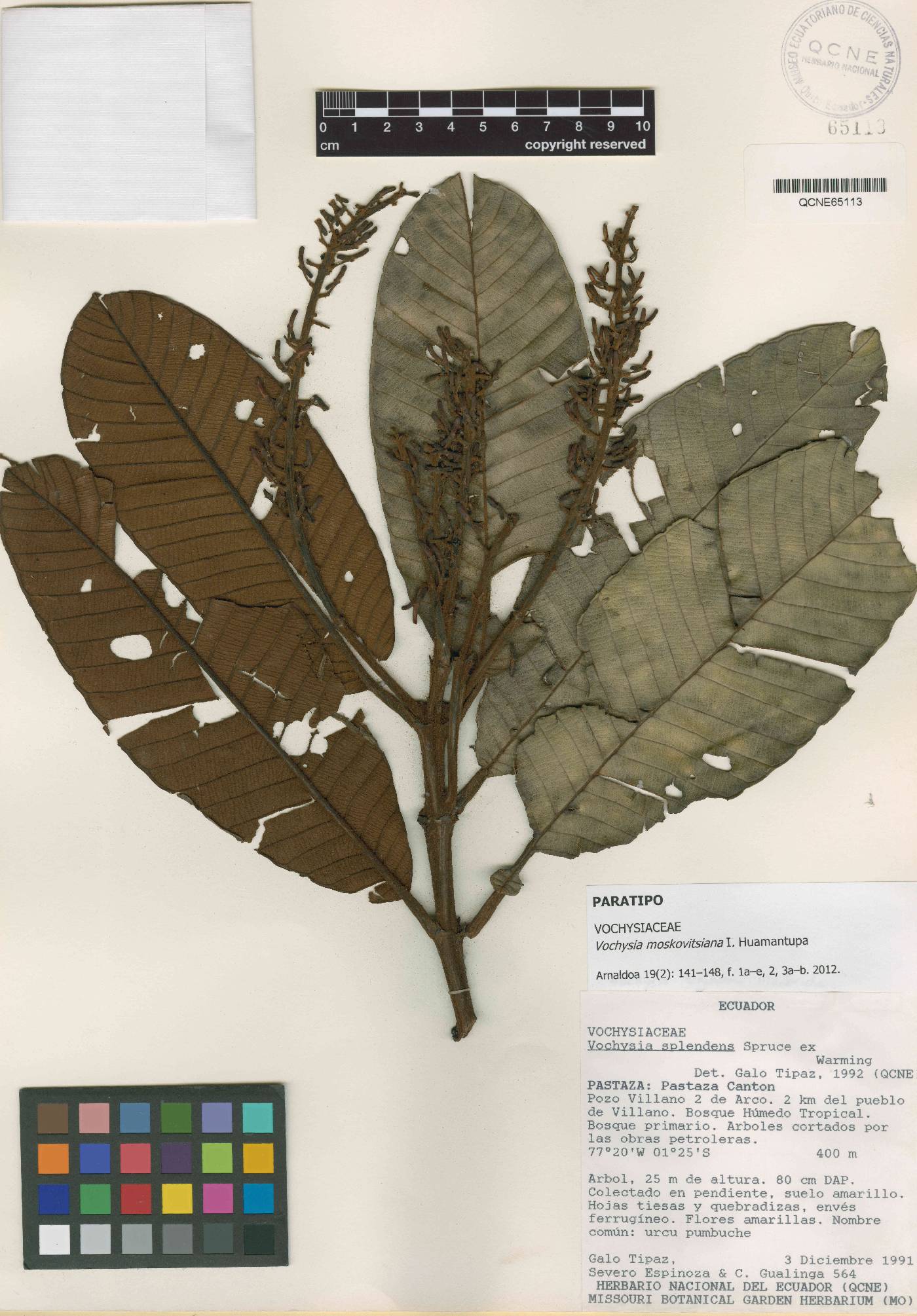 Vochysia moskovitsiana image