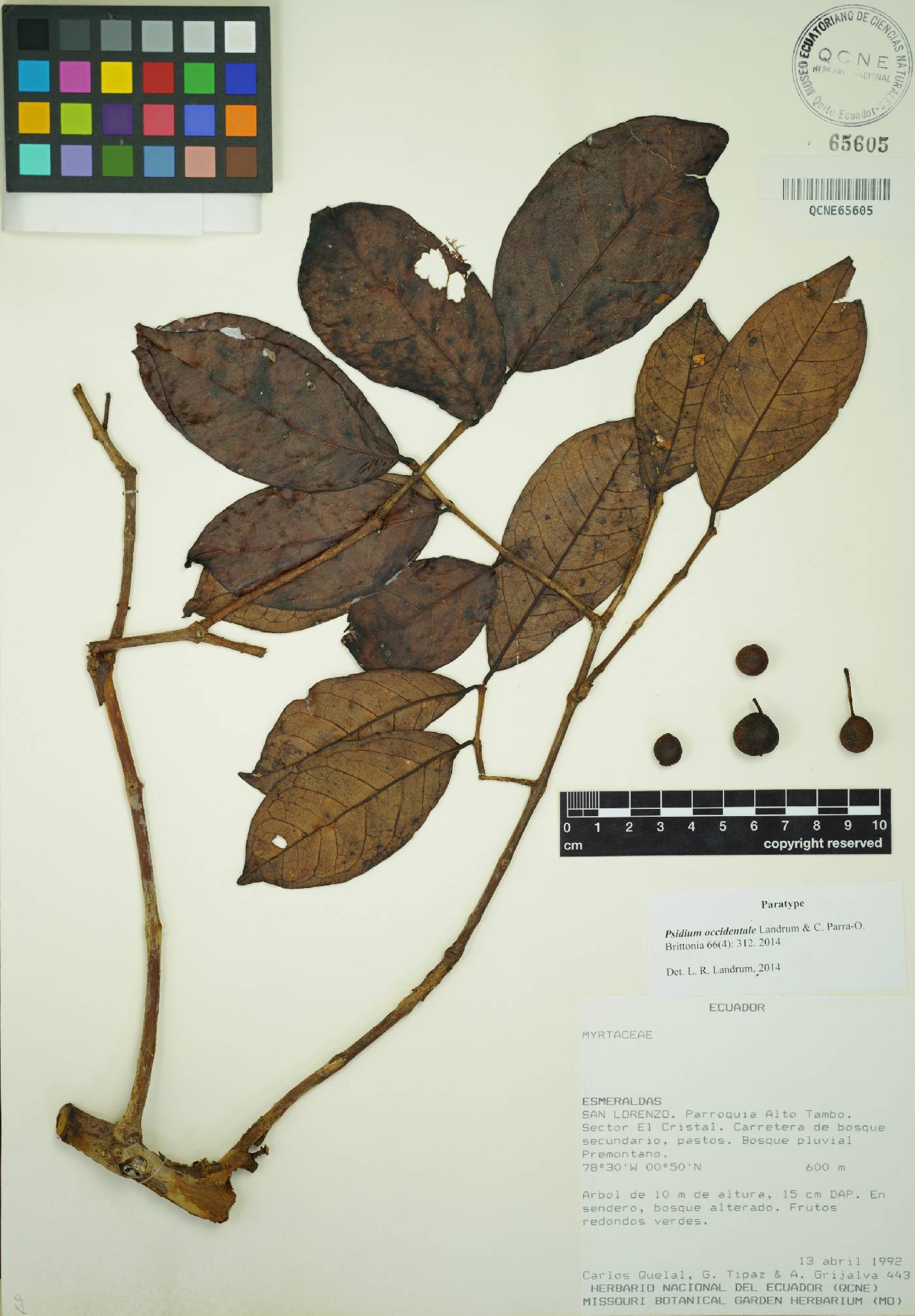 Psidium occidentale image