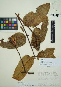 Cedrela domatifolia image