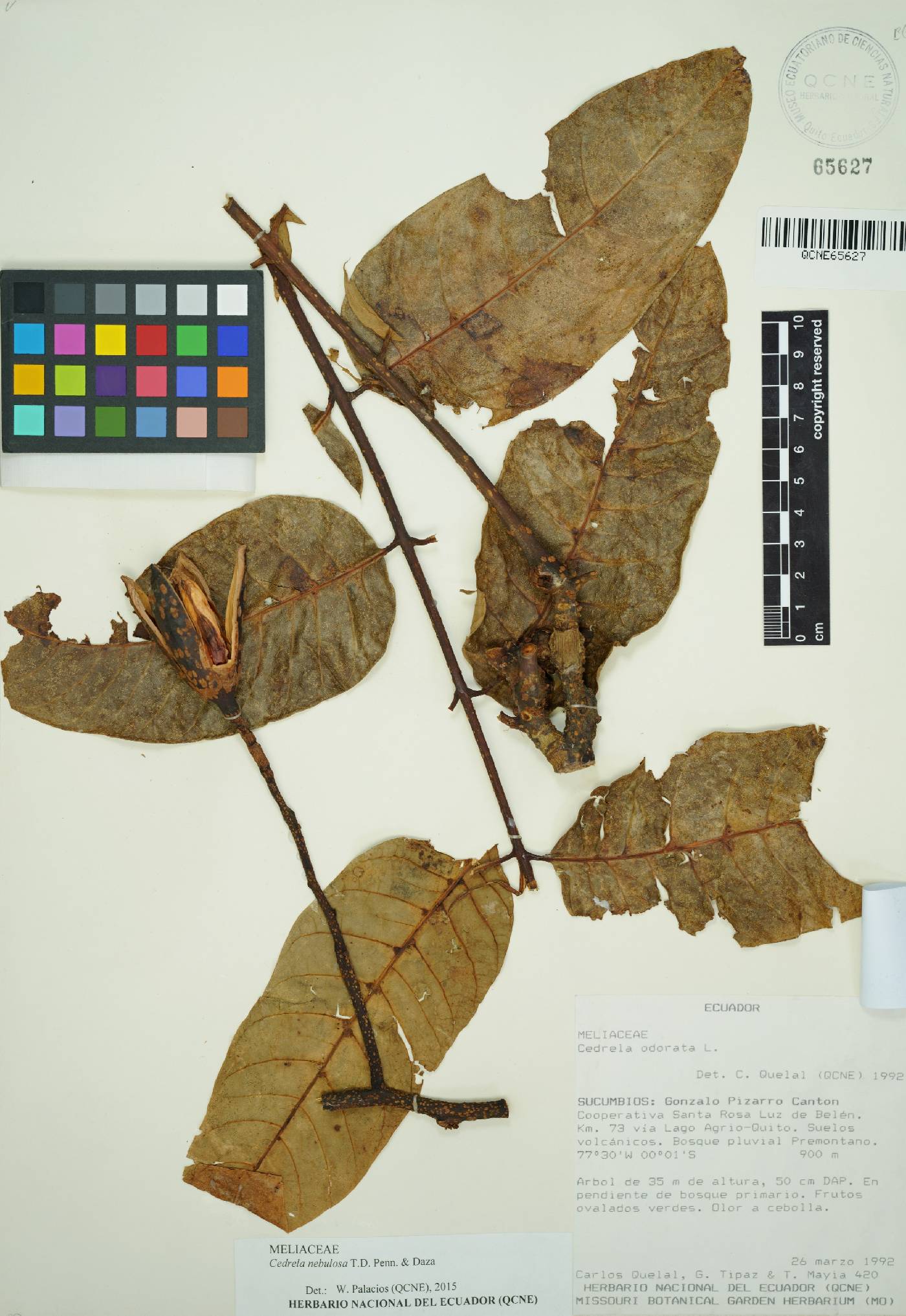 Cedrela domatifolia image