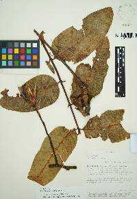 Cedrela domatifolia image