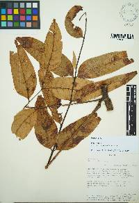 Cedrela domatifolia image