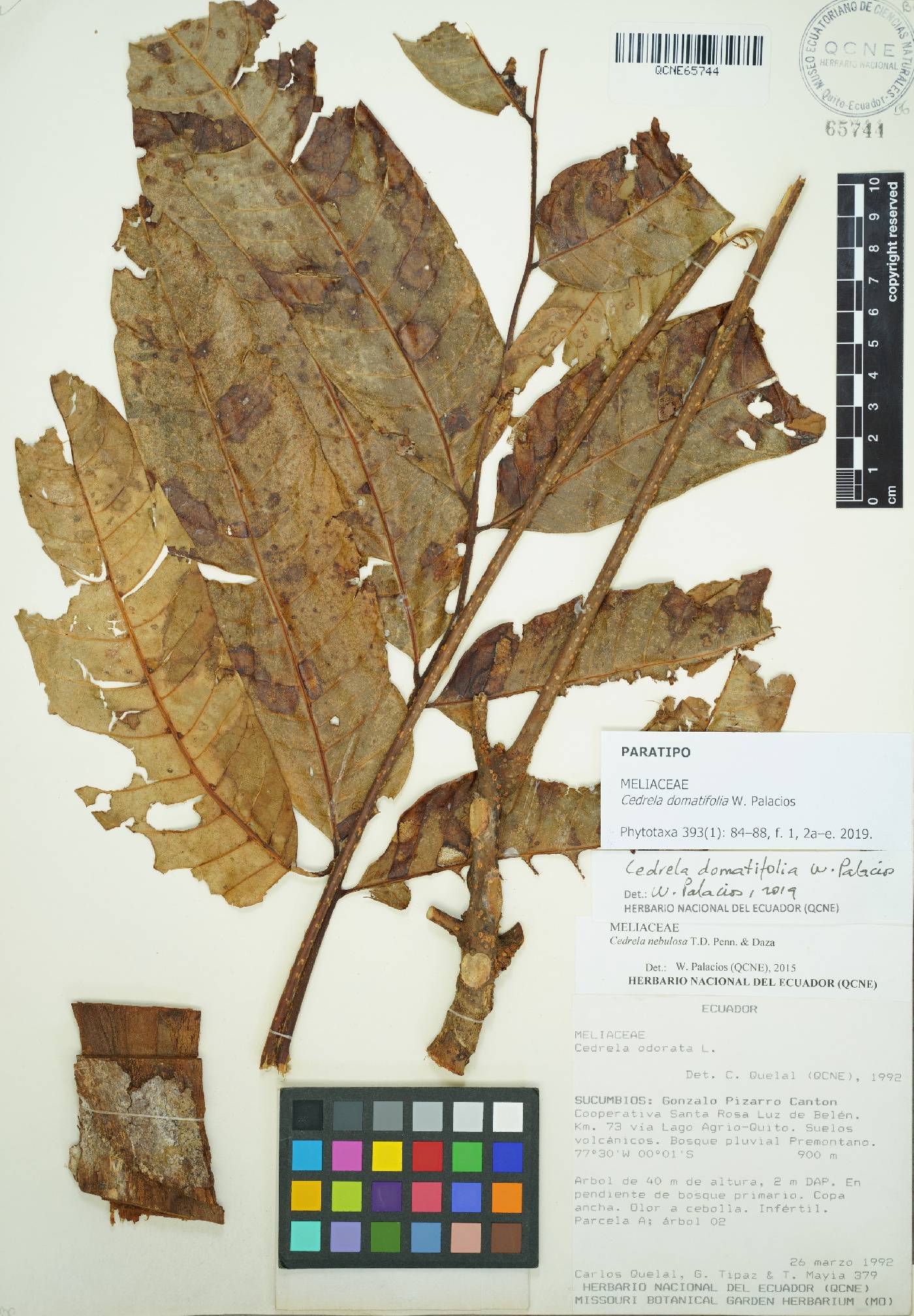 Cedrela domatifolia image